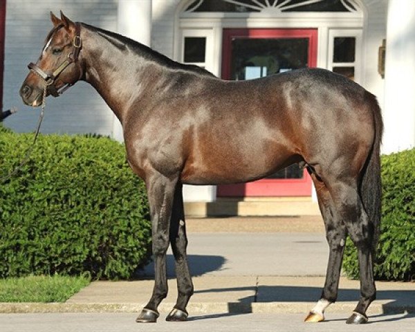 stallion Oxbow xx (Thoroughbred, 2010, from Awesome Again xx)