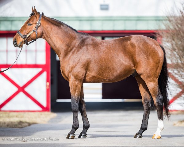 stallion Keen Ice xx (Thoroughbred, 2012, from Curlin xx)