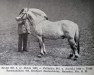 stallion Brodd N.935 (Fjord Horse, 1932, from Foldølen N.844)