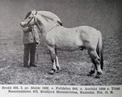 Deckhengst Brodd N.935 (Fjordpferd, 1932, von Foldølen N.844)