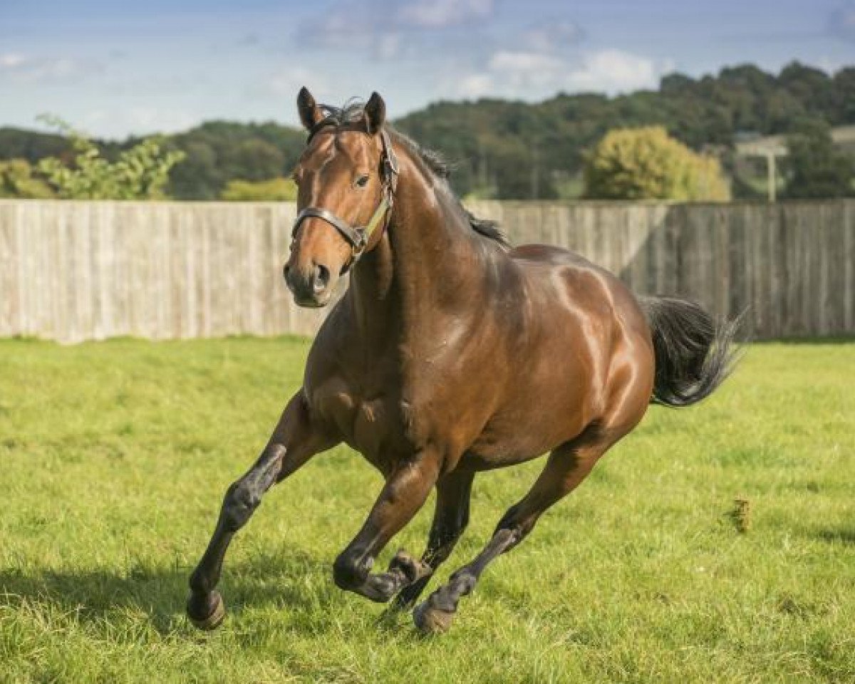 stallion Sea the Moon xx (Thoroughbred, 2011, from Sea The Stars xx)
