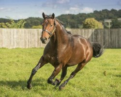 stallion Sea the Moon xx (Thoroughbred, 2011, from Sea The Stars xx)