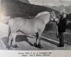 broodmare Drusa N.3073 (Fjord Horse, 1931, from Foldølen N.844)