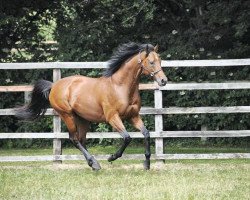 stallion Archipenko xx (Thoroughbred, 2004, from Kingmambo xx)