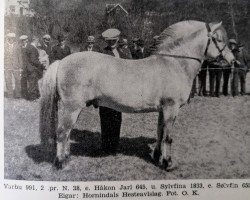 Deckhengst Varbu N.991 (Fjordpferd, 1934, von Håkon Jarl N.645)