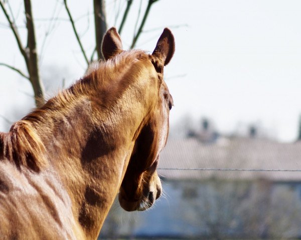 dressage horse Desigual 2 (Oldenburg, 2008, from Don Henrico)