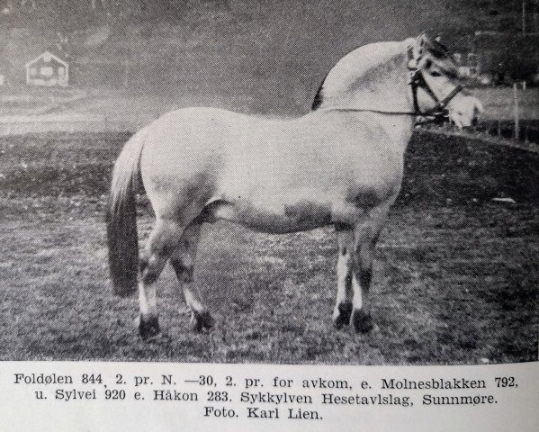 stallion Foldølen N.844 (Fjord Horse, 1926, from Molnesblakken N.792)