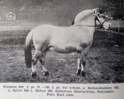 Deckhengst Foldølen N.844 (Fjordpferd, 1926, von Molnesblakken N.792)