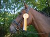 Springpferd Mathob BV (Belgisches Warmblut, 2012, von London)