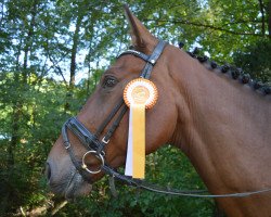 jumper Mathob BV (Belgian Warmblood, 2012, from London)