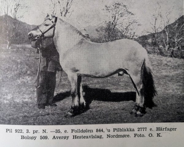 horse Pil N.922 (Fjord Horse, 1931, from Foldølen N.844)