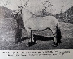 horse Pil N.922 (Fjord Horse, 1931, from Foldølen N.844)