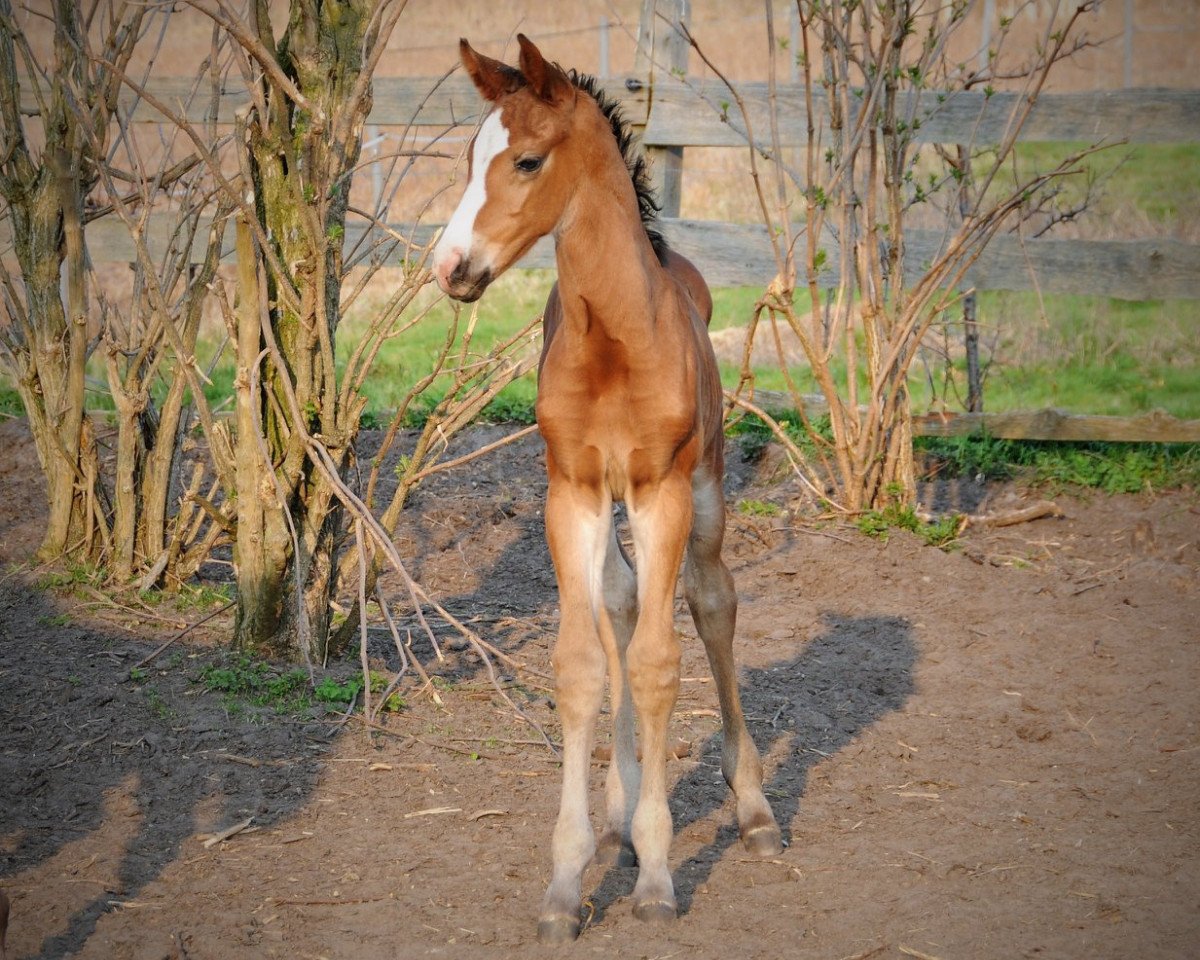stallion Del Mar (Oldenburg, 2018, from Da Costa)