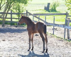 horse Byzanz 12 (Trakehner, 2018, from Kaiserdom)