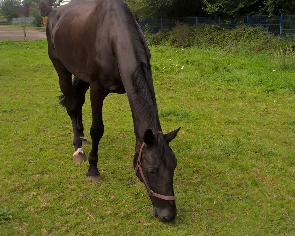 horse Uranko (Friesian-Mix, 2001)