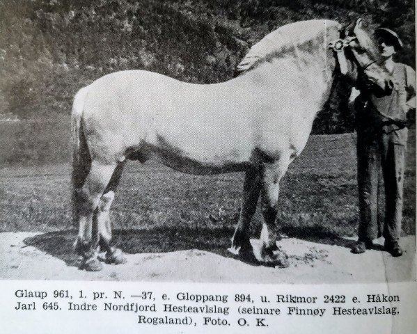 stallion Glaup N.961 (Fjord Horse, 1933, from Gloppang N.894)