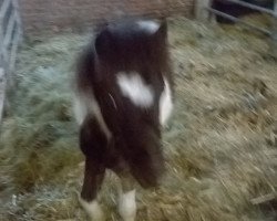 horse Monty (Tinker / Irish Cob / Gypsy Vanner, 2015)