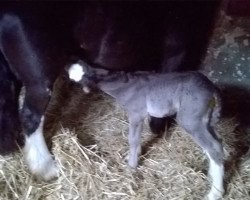 horse Jamper 3 (Tinker / Irish Cob / Gypsy Vanner, 2016)