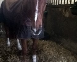 dressage horse Fernando 631 (Westfale, 2003, from Fleurop)