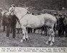 broodmare Tyra N.2654 (Fjord Horse, 1928, from Kåreson-Eresfjord)