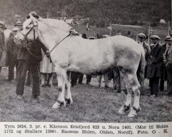 Zuchtstute Tyra N.2654 (Fjordpferd, 1928, von Kåreson-Eresfjord)