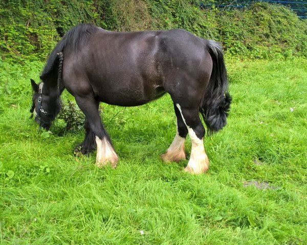 horse Black Beauty (Tinker / Irish Cob / Gypsy Vanner, 2010)