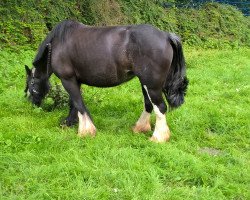 horse Black Beauty (Tinker / Irish Cob / Gypsy Vanner, 2010)