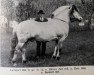 stallion Ladejarl N.864 (Fjord Horse, 1927, from Håkon Jarl N.645)