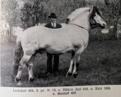 Deckhengst Ladejarl N.864 (Fjordpferd, 1927, von Håkon Jarl N.645)