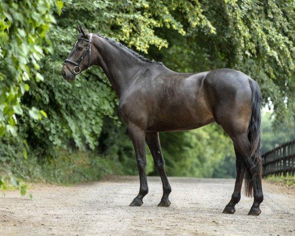dressage horse K.c. Don Magic (Rhinelander, 2014, from Donquestador)