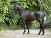 dressage horse K.c. Don Magic (Rhinelander, 2014, from Donquestador)