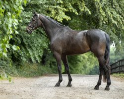 dressage horse K.c. Don Magic (Rhinelander, 2014, from Donquestador)