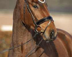 dressage horse K.c. Bosanova (Rhinelander, 2015, from Barroso)