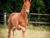 dressage horse Rosebank (Westphalian, 2018, from Rosendiamant)