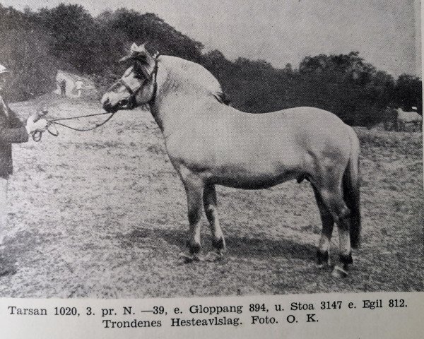 horse Tarsan N.1020 (Fjord Horse, 1935, from Gloppang N.894)