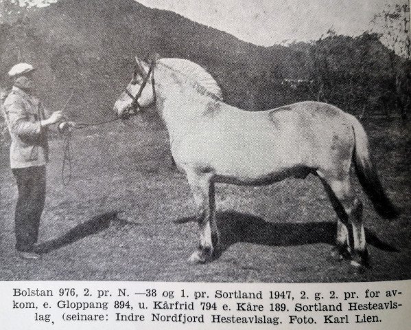 Deckhengst Bolstan N.976 (Fjordpferd, 1934, von Gloppang N.894)