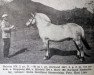 stallion Bolstan N.976 (Fjord Horse, 1934, from Gloppang N.894)