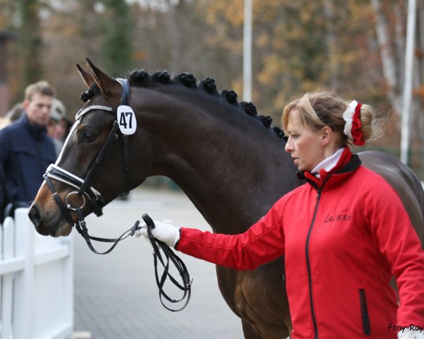 dressage horse Vancouver (German Riding Pony, 2016, from Valerius)