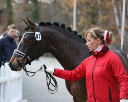 dressage horse Vancouver (Deutsches Reitpony, 2016, from Valerius)