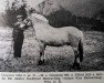 stallion Dragjord N.1000 (Fjord Horse, 1935, from Gloppang N.894)