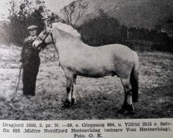 stallion Dragjord N.1000 (Fjord Horse, 1935, from Gloppang N.894)