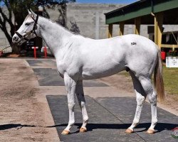 horse Scrambled xx (Thoroughbred, 2015, from Tapit xx)