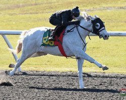 horse Little Red Feather xx (Thoroughbred, 2014, from Tapit xx)