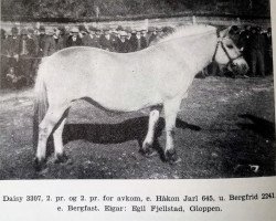 broodmare Deisy N.3307 (Fjord Horse, 1932, from Håkon Jarl N.645)