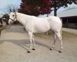 broodmare Egg Drop xx (Thoroughbred, 2009, from Alphabet Soup xx)