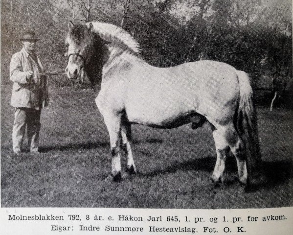 stallion Molnesblakken N.792 (Fjord Horse, 1920, from Håkon Jarl N.645)