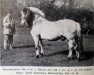 stallion Molnesblakken N.792 (Fjord Horse, 1920, from Håkon Jarl N.645)