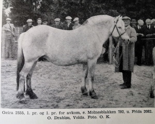 Zuchtstute Geira N.2855 (Fjordpferd, 1929, von Molnesblakken N.792)