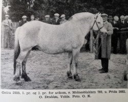 broodmare Geira N.2855 (Fjord Horse, 1929, from Molnesblakken N.792)