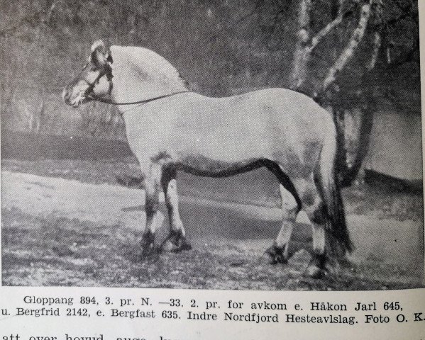 stallion Gloppang N.894 (Fjord Horse, 1929, from Håkon Jarl N.645)